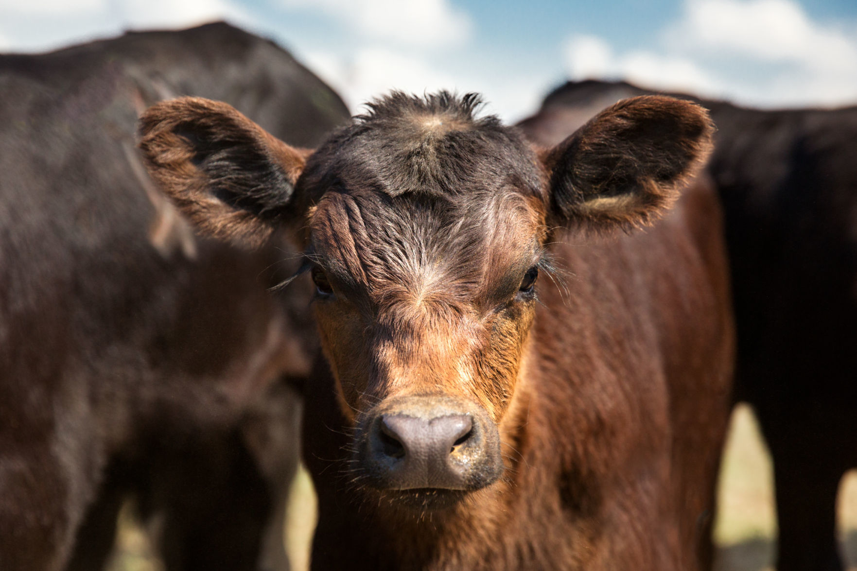 Baby calf